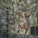 The Monkey and the Mouth  screen for extension Chrome web store in OffiDocs Chromium