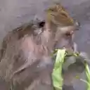 The monkey sits and eats vegetables  screen for extension Chrome web store in OffiDocs Chromium