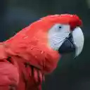 The parrot red amazon  screen for extension Chrome web store in OffiDocs Chromium