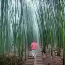 The Path Between Bamboo Forest  screen for extension Chrome web store in OffiDocs Chromium