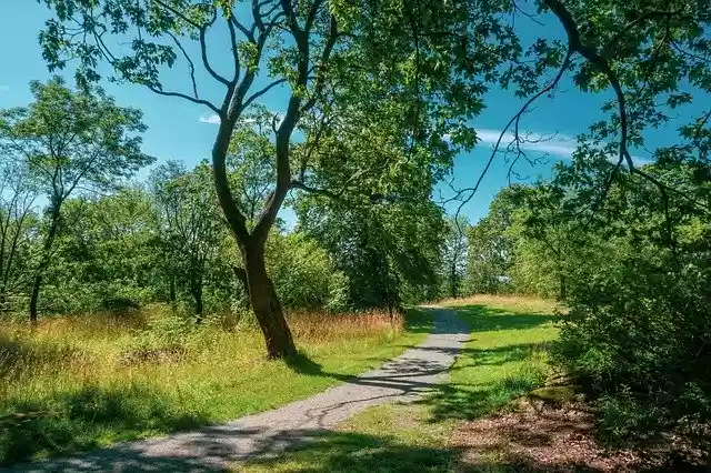 Free download The Path Way Forest -  free photo or picture to be edited with GIMP online image editor