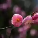 The peach branch is shy  screen for extension Chrome web store in OffiDocs Chromium