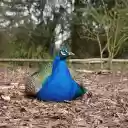 The peacock lies down to rest  screen for extension Chrome web store in OffiDocs Chromium