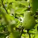 The pear was stung by a bee  screen for extension Chrome web store in OffiDocs Chromium