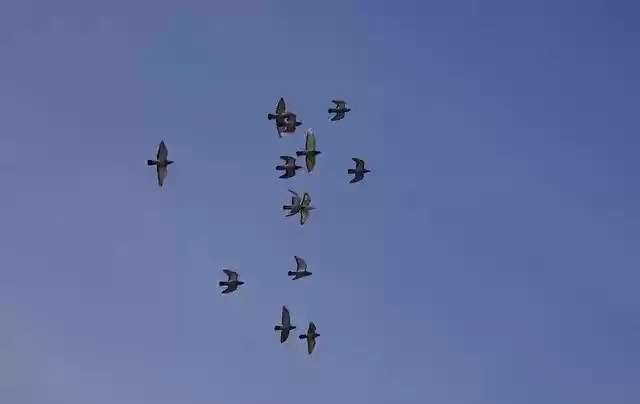 Free download The Pigeons Sky Blue free photo template to be edited with GIMP online image editor