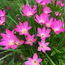 The Pink rain lily flower wallpapers  screen for extension Chrome web store in OffiDocs Chromium