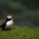 The puffin bird  screen for extension Chrome web store in OffiDocs Chromium