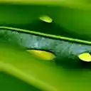 The punctured leaves  screen for extension Chrome web store in OffiDocs Chromium