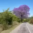 The purple flower tree is big and tall  screen for extension Chrome web store in OffiDocs Chromium