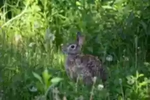 Free download The Rabbit I Met free photo or picture to be edited with GIMP online image editor