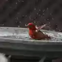 The red bird splashed water  screen for extension Chrome web store in OffiDocs Chromium