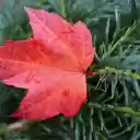 The red maple leaf falls  screen for extension Chrome web store in OffiDocs Chromium