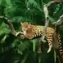 The Resting Leopard: A Silent Watcher in the Trees  screen for extension Chrome web store in OffiDocs Chromium