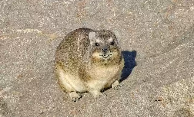 Free download The Rockdassie Africa -  free photo or picture to be edited with GIMP online image editor