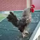 The rooster is practicing crowing  screen for extension Chrome web store in OffiDocs Chromium
