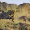 The Running Cheetah: Speed and Elegance in Motion  screen for extension Chrome web store in OffiDocs Chromium