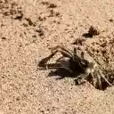 The sea crab digs a burrow  screen for extension Chrome web store in OffiDocs Chromium