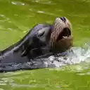 The seal  screen for extension Chrome web store in OffiDocs Chromium