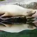 The sea lion was half asleep  screen for extension Chrome web store in OffiDocs Chromium