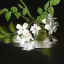 The shadow of a flower branch  screen for extension Chrome web store in OffiDocs Chromium
