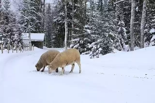 Kostenloser Download der kostenlosen Fotovorlage The Sheep Winter Snow zur Bearbeitung mit dem GIMP-Online-Bildbearbeitungsprogramm