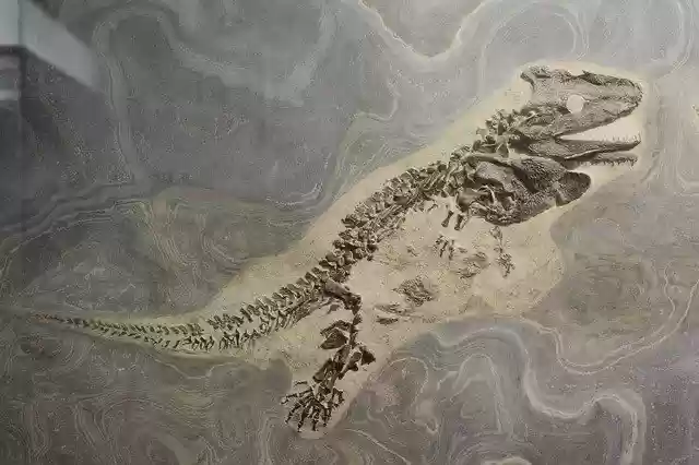 Free download The Skull Roof Lurch Fossil Museum -  free photo or picture to be edited with GIMP online image editor