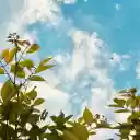 The sky is clear and high  screen for extension Chrome web store in OffiDocs Chromium