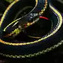 The snake curled up in a red net  screen for extension Chrome web store in OffiDocs Chromium
