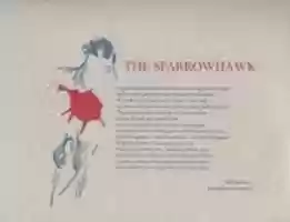 Free download The Sparrowhawk free photo or picture to be edited with GIMP online image editor