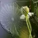 The spider web is skillfully woven  screen for extension Chrome web store in OffiDocs Chromium