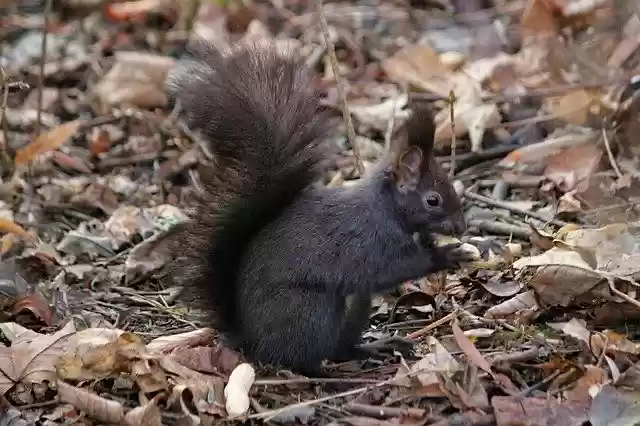 Free download The Squirrel Black Rodent -  free photo or picture to be edited with GIMP online image editor