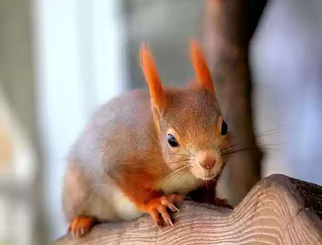 Free download The Squirrel Mammal Rodent free photo template to be edited with GIMP online image editor