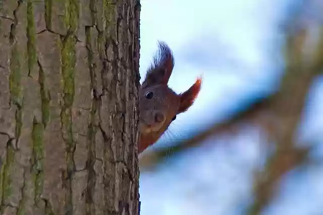 Free download the squirrel nature ruda animals free picture to be edited with GIMP free online image editor