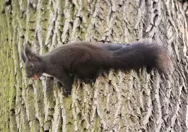 Free download The Squirrel Rodent Tree -  free photo or picture to be edited with GIMP online image editor