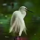 The Stork and the Peacock Tail  screen for extension Chrome web store in OffiDocs Chromium