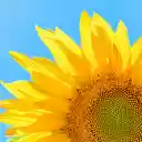 The sun flower glows in the blue sky  screen for extension Chrome web store in OffiDocs Chromium