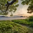 The sun shines through the leaves  screen for extension Chrome web store in OffiDocs Chromium