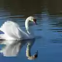 The swan and the shadow  screen for extension Chrome web store in OffiDocs Chromium