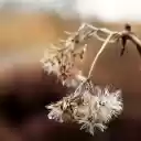 The tree dries and the flowers fade  screen for extension Chrome web store in OffiDocs Chromium