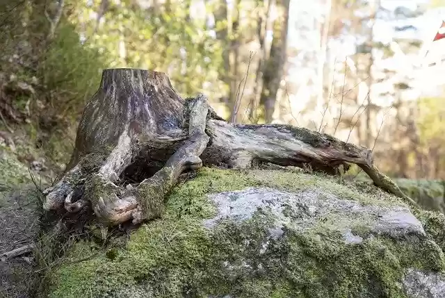 Free download The Tree Forest Nature Of -  free photo or picture to be edited with GIMP online image editor