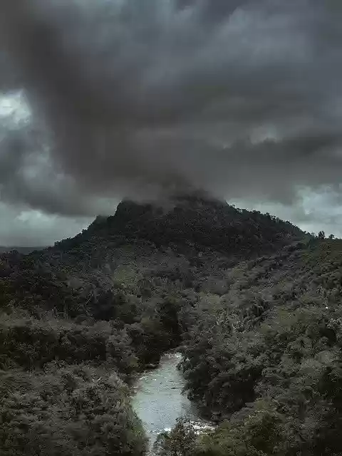 Free download The Tree Nature Light -  free photo or picture to be edited with GIMP online image editor