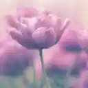 The tulip flower spring  screen for extension Chrome web store in OffiDocs Chromium