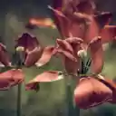 The tulips fade  screen for extension Chrome web store in OffiDocs Chromium