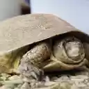 The turtle slept soundly  screen for extension Chrome web store in OffiDocs Chromium
