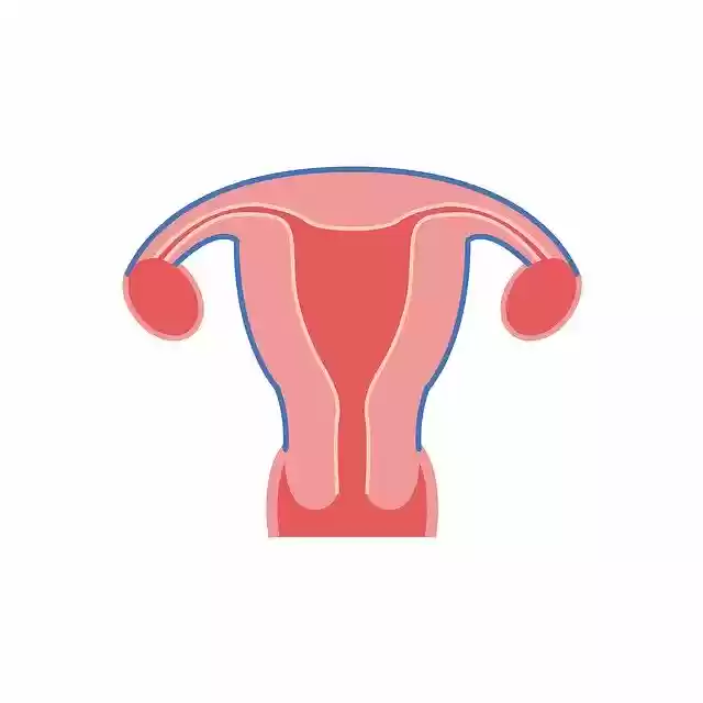 Free download The Uterus Shape -  free illustration to be edited with GIMP free online image editor
