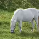 The white horse leisurely  screen for extension Chrome web store in OffiDocs Chromium