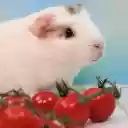 The white mouse and the tomato  screen for extension Chrome web store in OffiDocs Chromium