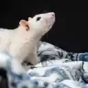 The white mouse in the blanket  screen for extension Chrome web store in OffiDocs Chromium