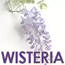 THE WISTERIA  screen for extension Chrome web store in OffiDocs Chromium