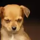 The yellow dog is sad  screen for extension Chrome web store in OffiDocs Chromium